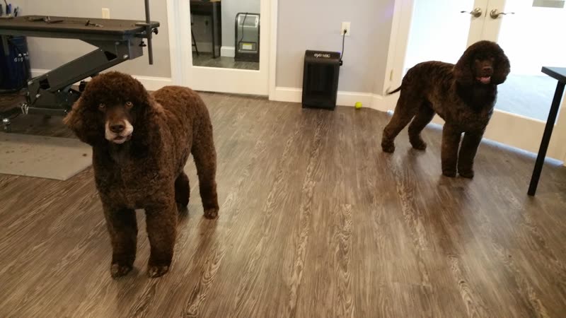 The grooming room at Knot Too Shaggy with two finished dogs and the table and equipment behind them