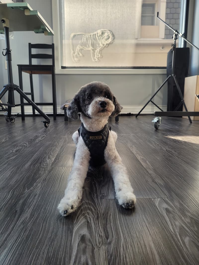 A relaxed poodle mix lying by the salon window after its appointment