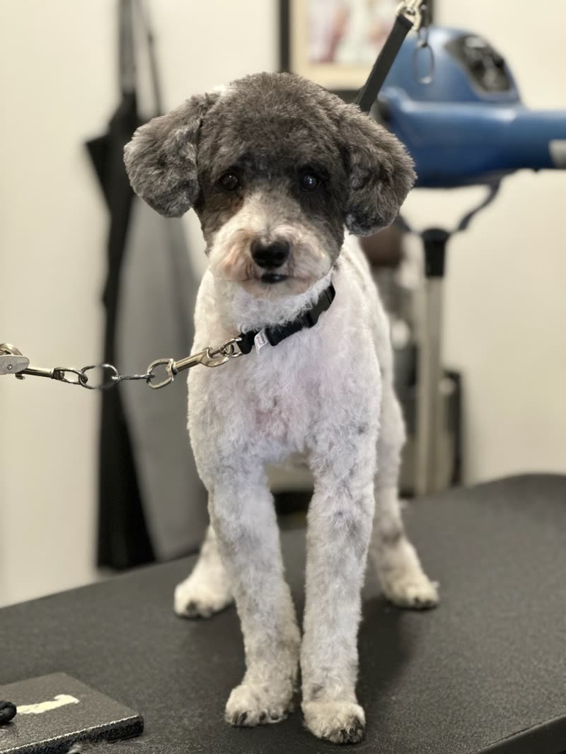A poodle on the grooming table on a lead, showing a clean finished trim