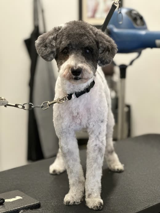 A grey and white poodle standing on the grooming table after a full trim, fluffy rounded head